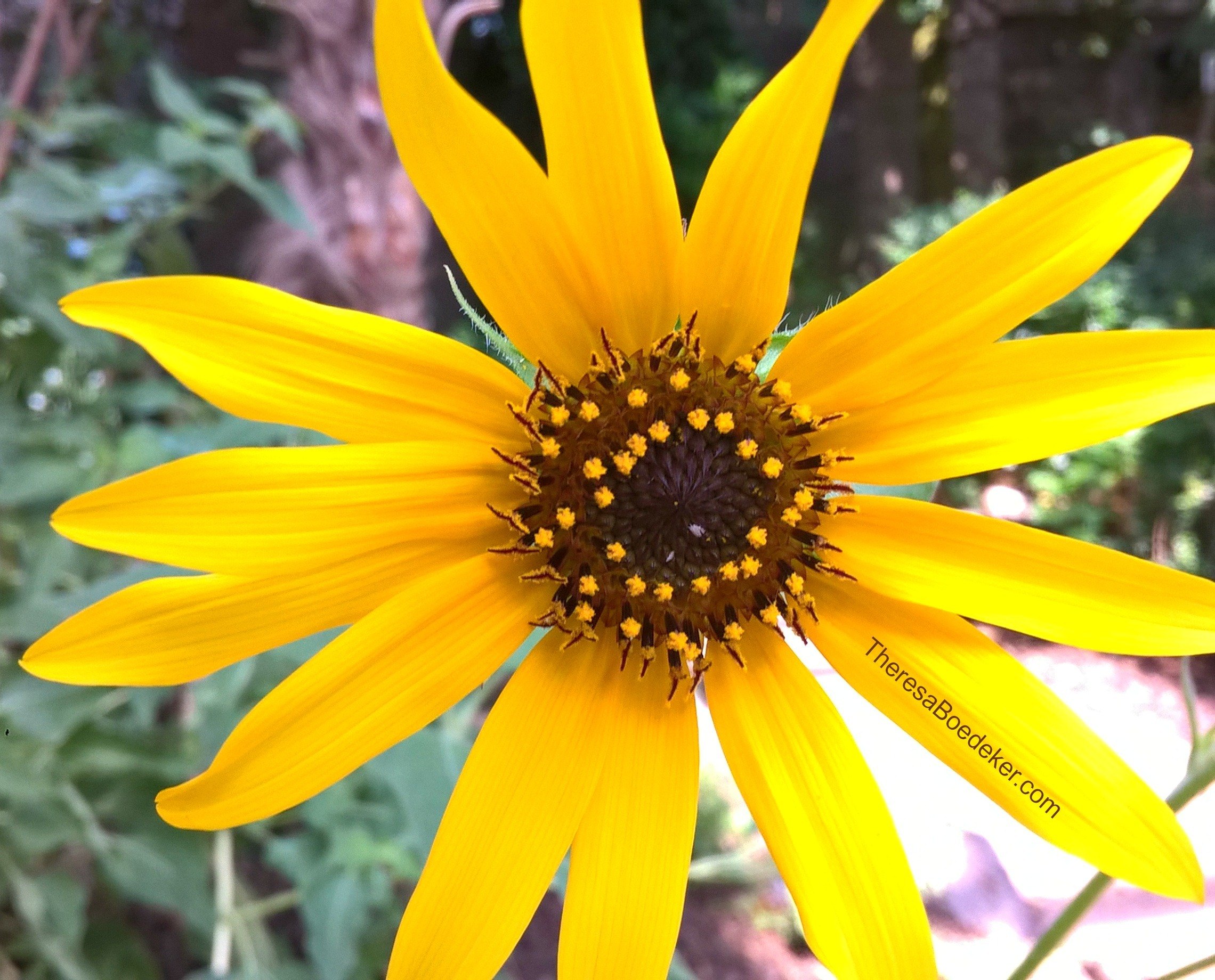 It is hard for me to see flowers and not be happy. They make me smile due to their cheeriness and bright colors. They remind me of sunshine and warm weather.