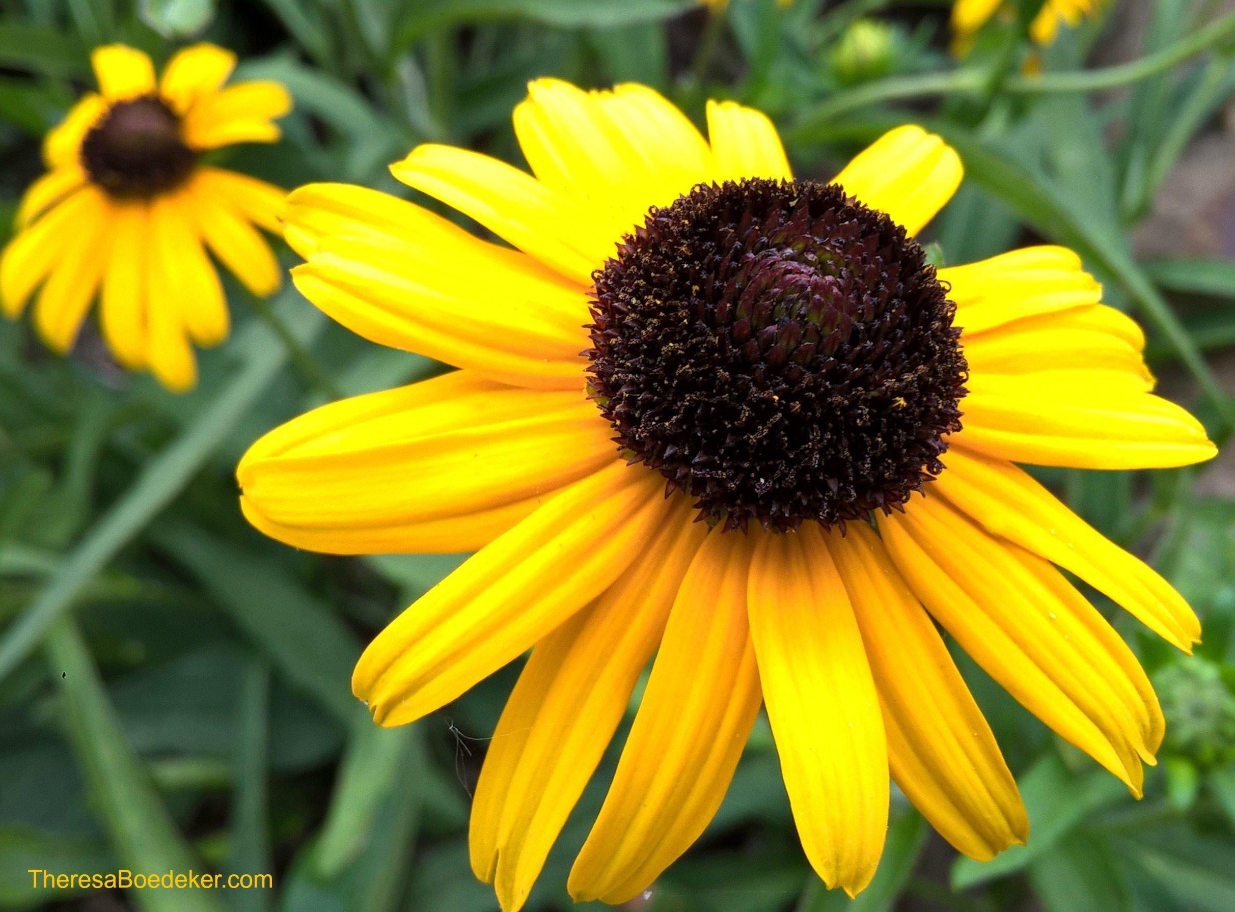 It is hard for me to see flowers and not be happy. They make me smile due to their cheeriness and bright colors. They remind me of sunshine and warm weather.