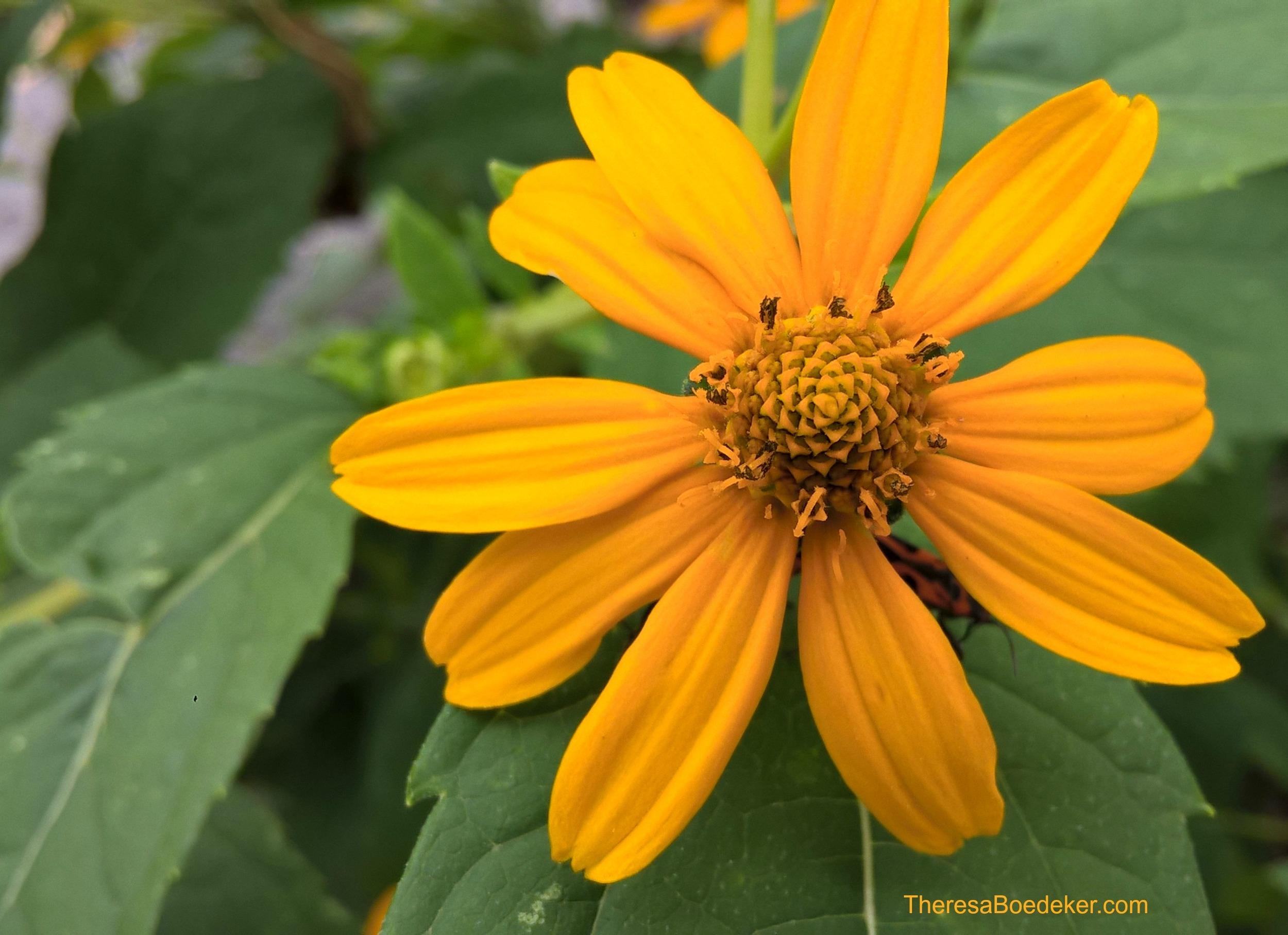 It is hard for me to see flowers and not be happy. They make me smile due to their cheeriness and bright colors. They remind me of sunshine and warm weather.