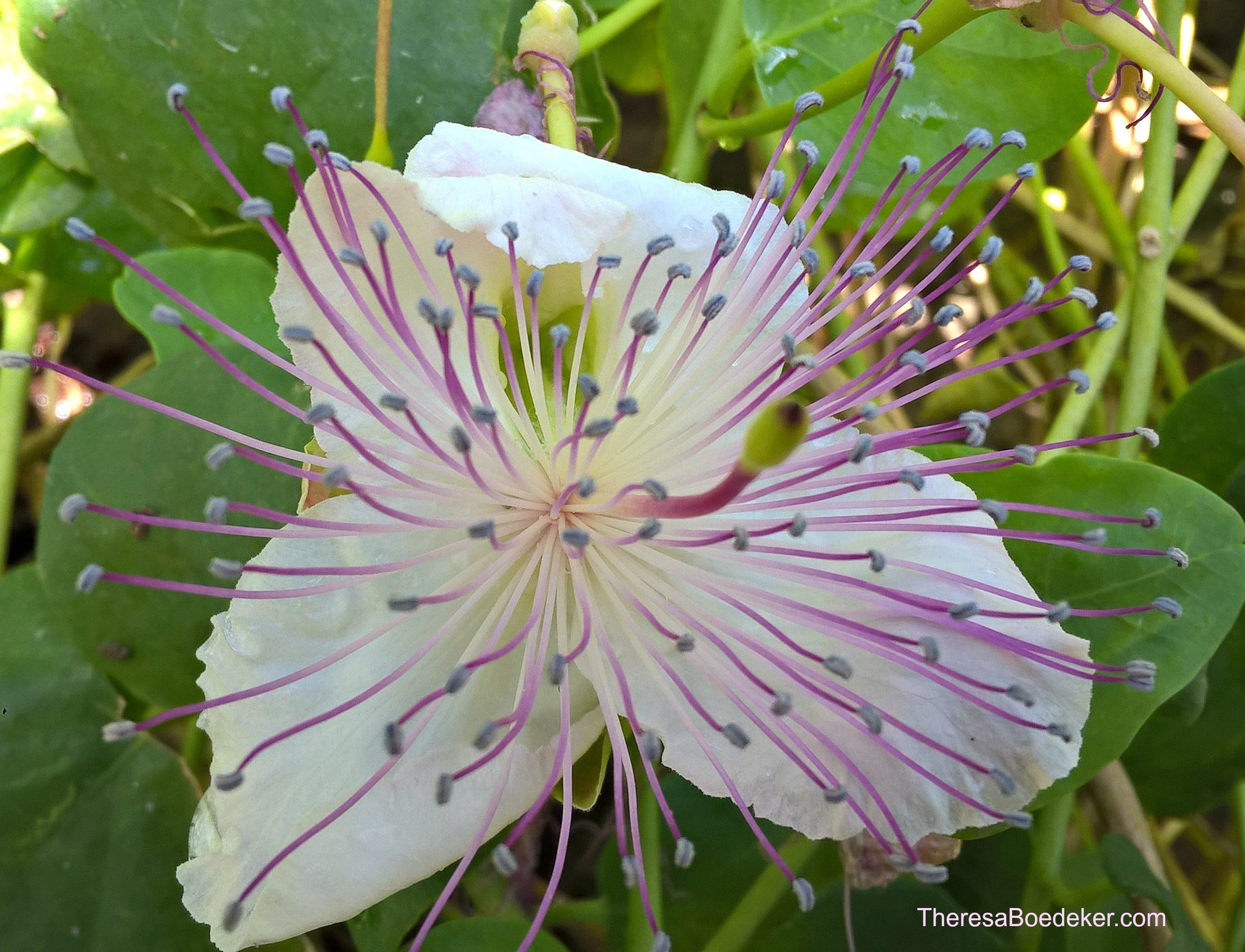 It is hard for me to see flowers and not be happy. They make me smile due to their cheeriness and bright colors. They remind me of sunshine and warm weather.