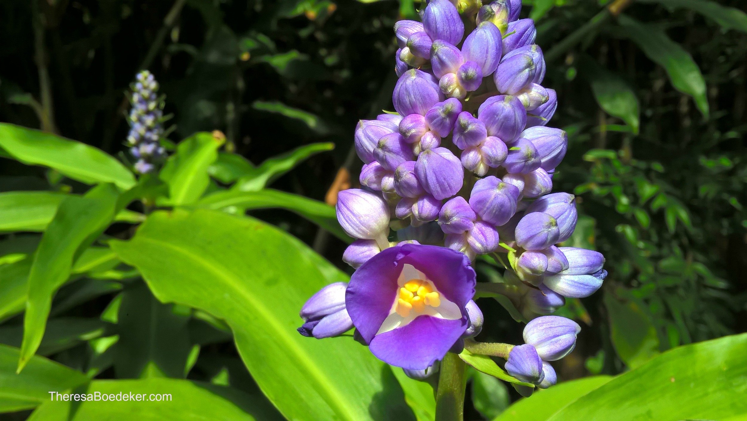 It is hard for me to see flowers and not be happy. They make me smile due to their cheeriness and bright colors. They remind me of sunshine and warm weather.