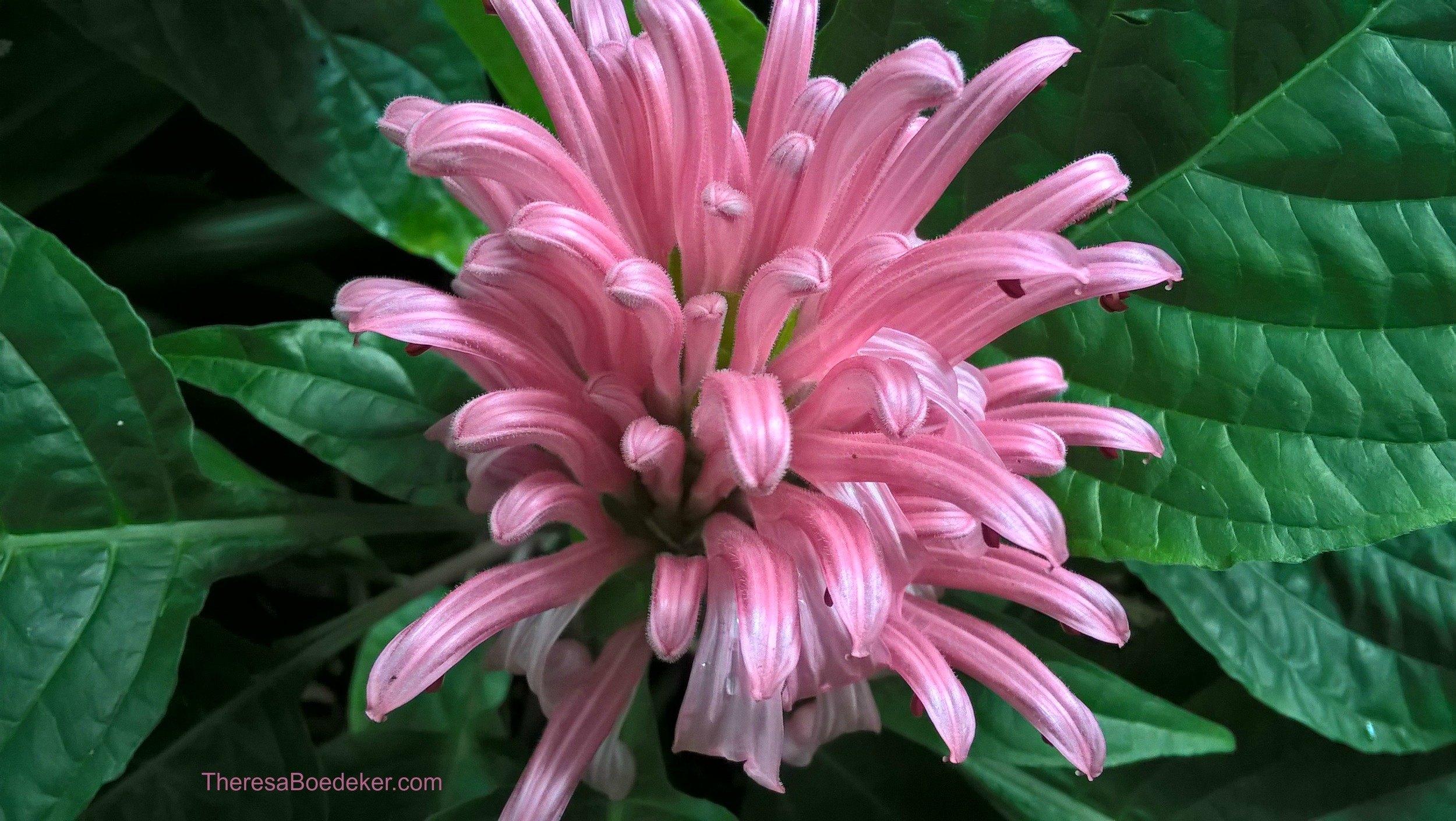 It is hard for me to see flowers and not be happy. They make me smile due to their cheeriness and bright colors. They remind me of sunshine and warm weather.