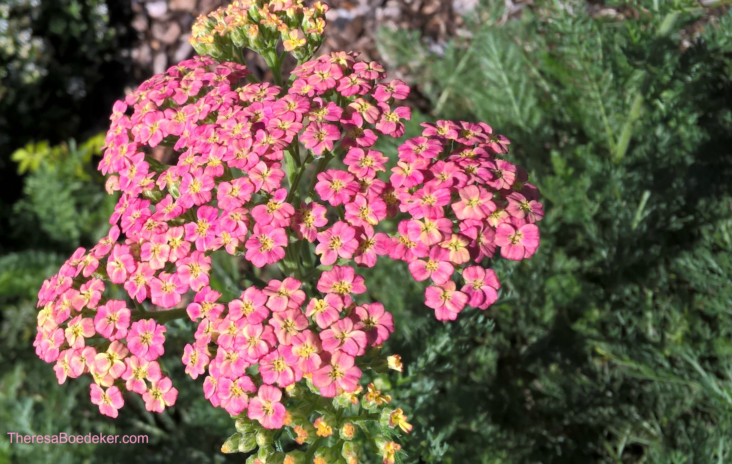 It is hard for me to see flowers and not be happy. They make me smile due to their cheeriness and bright colors. They remind me of sunshine and warm weather.