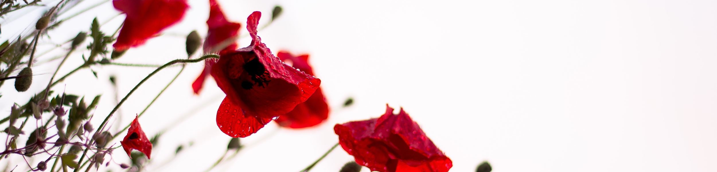 red flowers